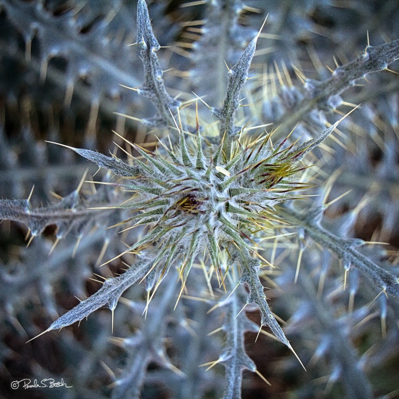 Thorny
