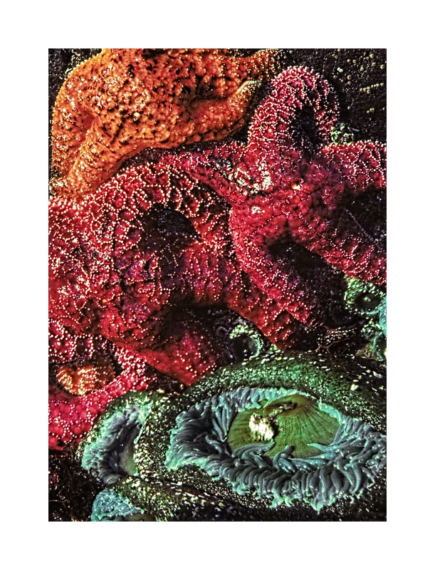 garden/detail8.oregonstarfish