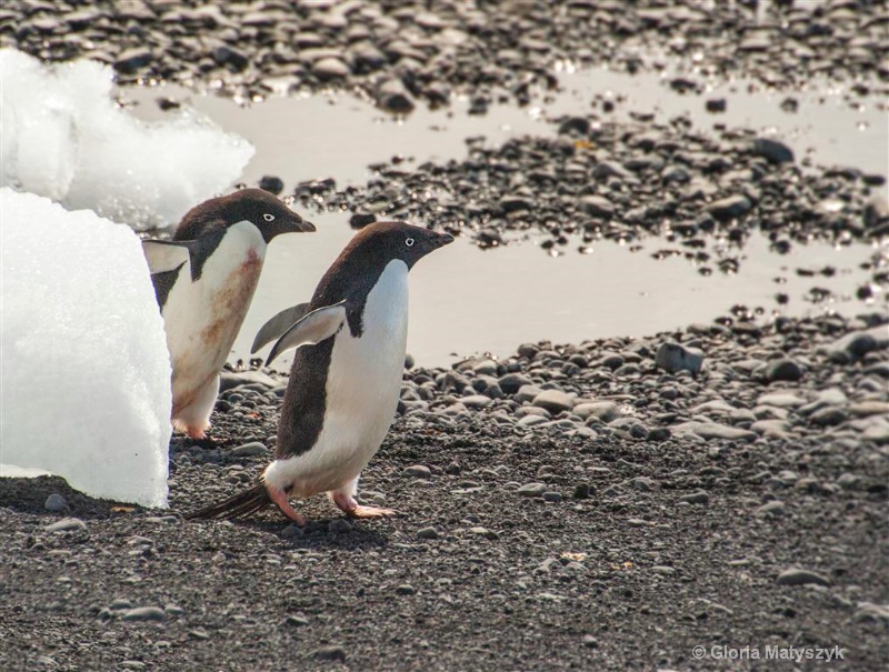 Playing chase,2 Adelie penguins, Antarctica