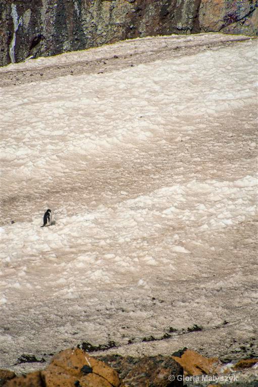 Adelie penguin on its treck up the hill,Antarctica