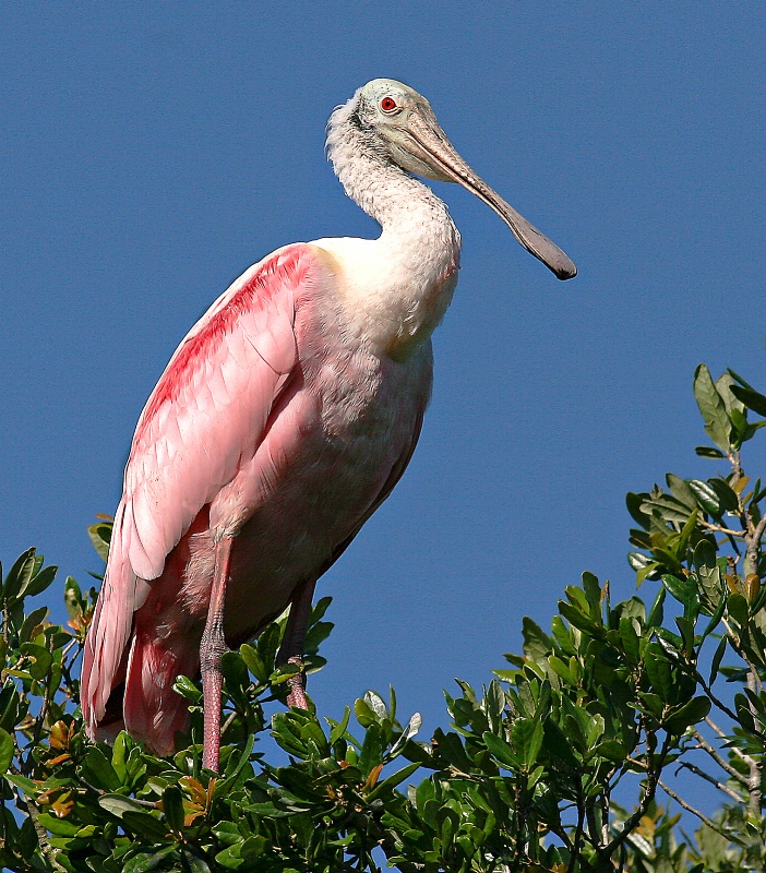 Roseate Spoonbill