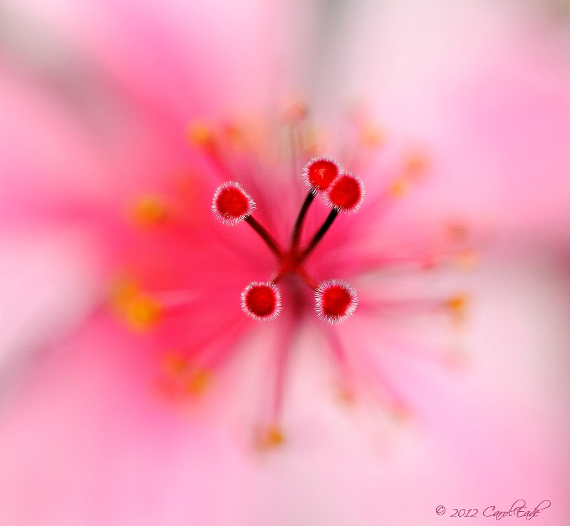 Pink Hibiscus