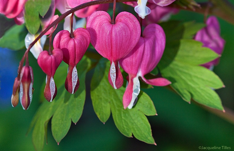 Bleeding Hearts