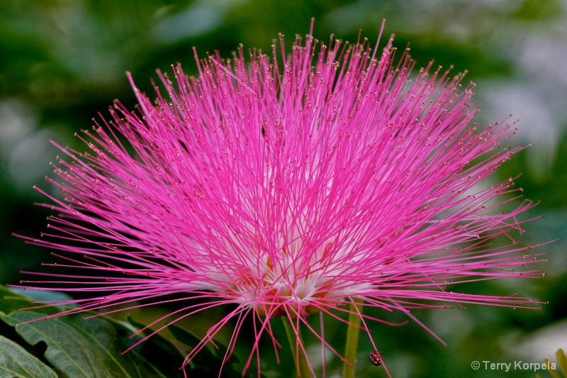 from Tortola bvi botanical garden