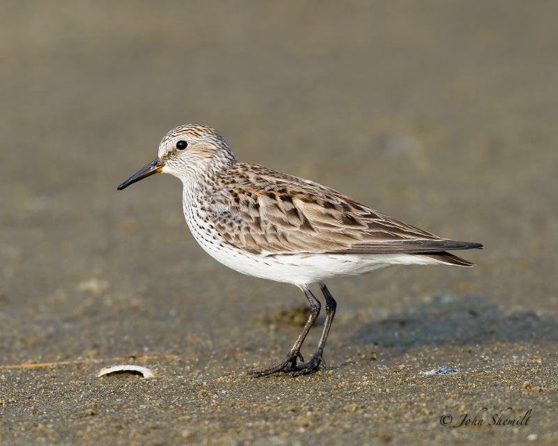 White-rumped Sandpiper - May 27th, 2011