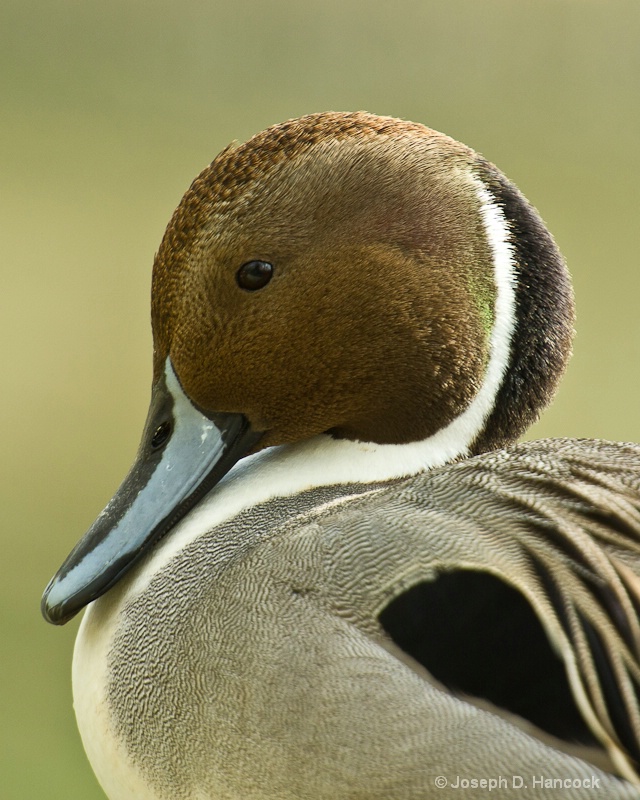 d3s 20939 - Pintail