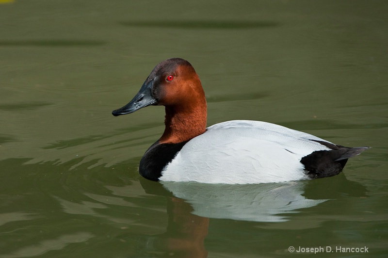 d700 52031 - Canvasback