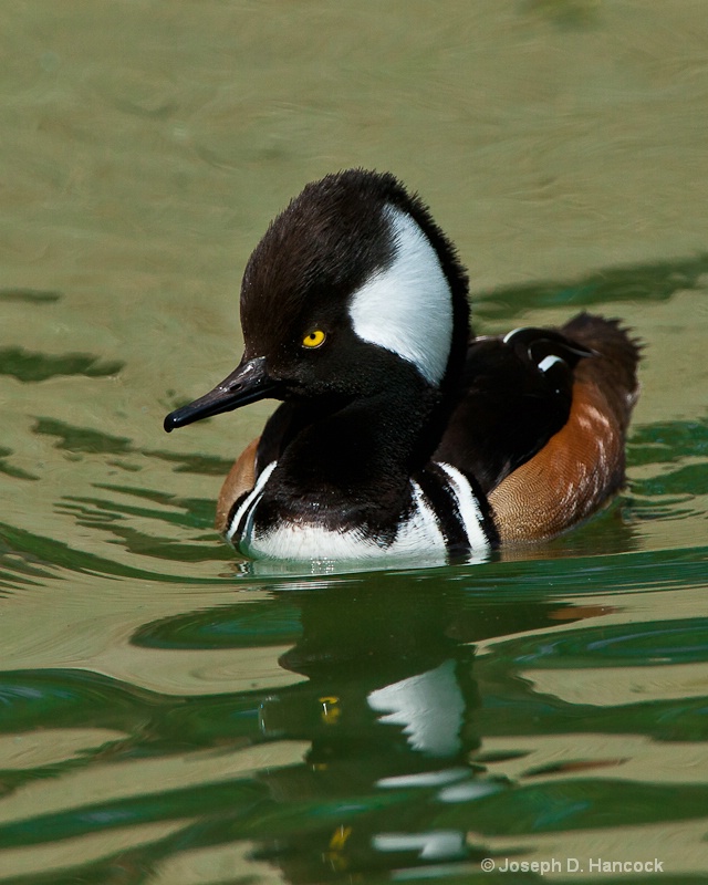 d700 52451 - Hooded Merganser