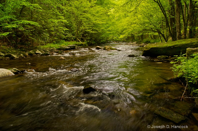 d3s 21720-22 Tranquil Treemont