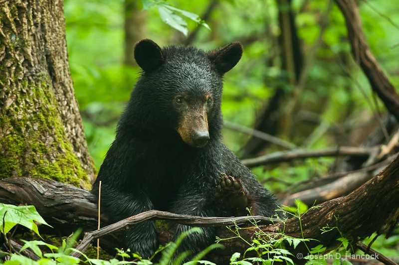 d700 22831 Black Bear Mom