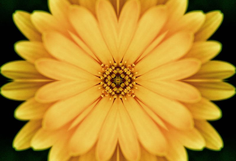 Yellow Flower Distortion