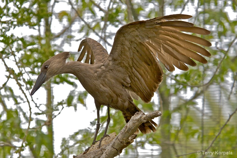 Eastern Hammerkop 