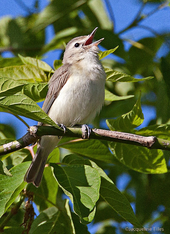 Warbling Vireo