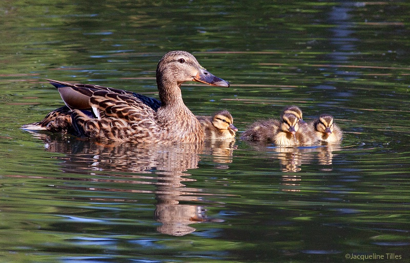 PROUD MAMA