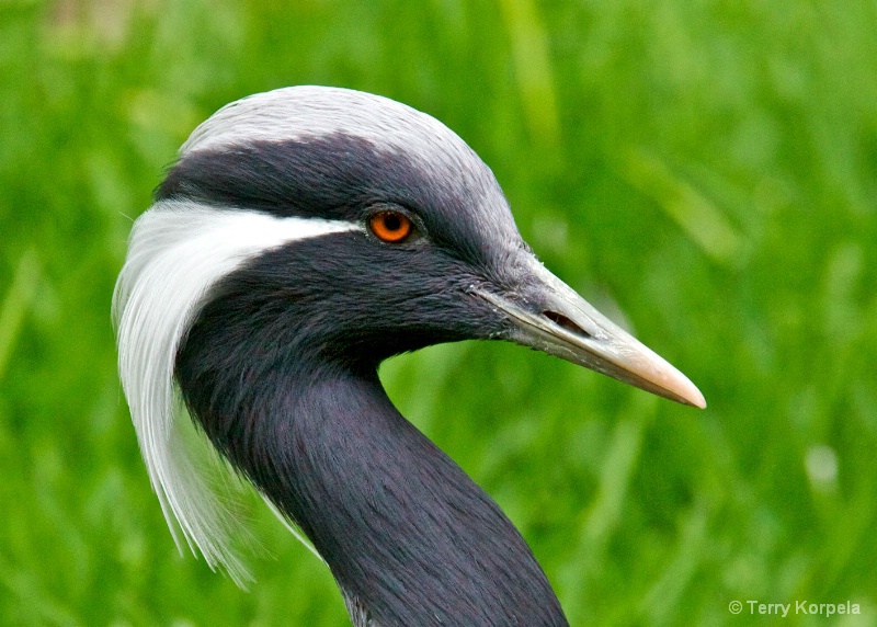 Demoiselle Crane