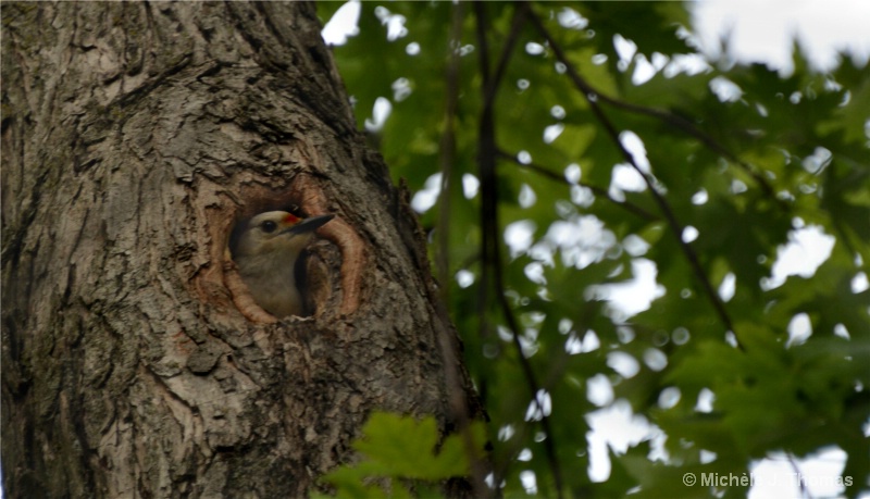 A Baby Flicker In My Tree !