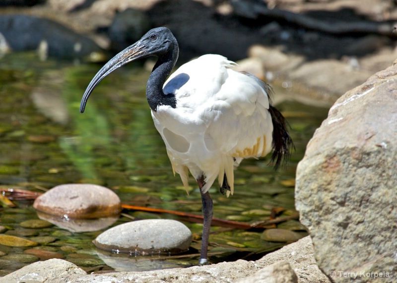 Sacred Ibis