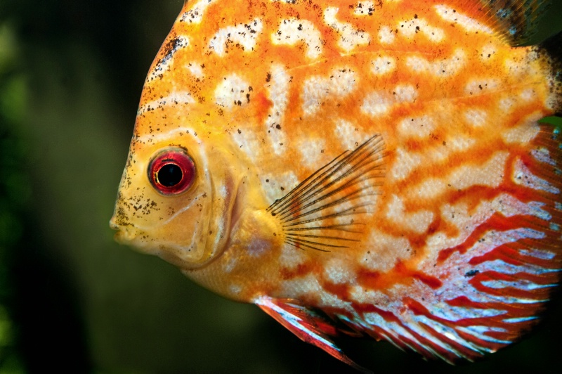 Atlanta Orange Fish