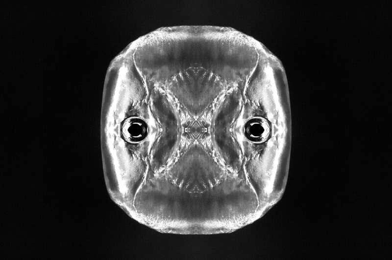 OBX Silver Fish Abstract #2