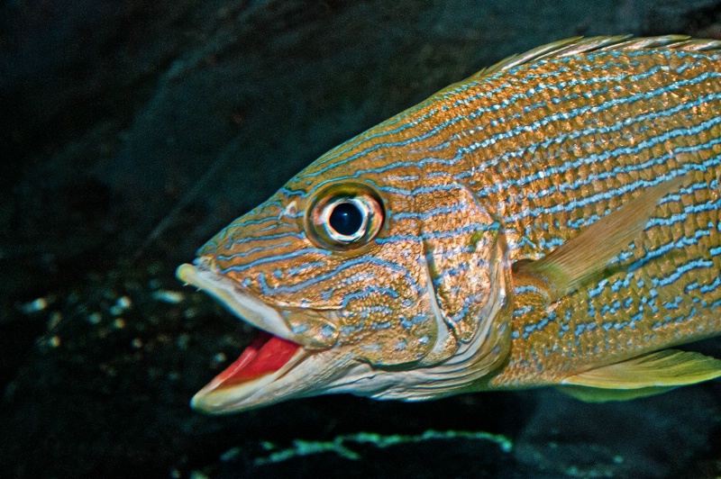 Atlanta Aquarium Fish