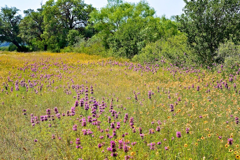 Purple Horse Mint, Texas Hill Country