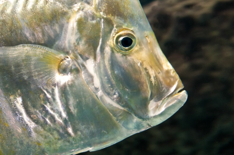 Silver Fish--Atlanta
