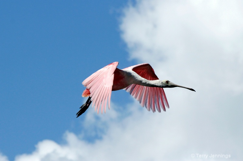 Pink In Flight!