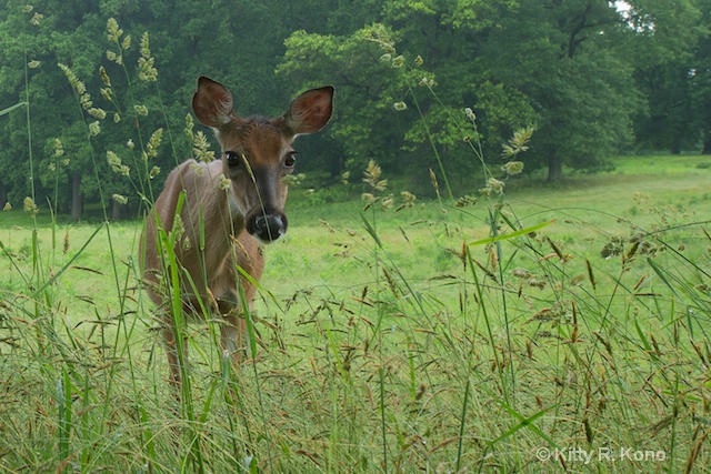 Deer in the Grass 