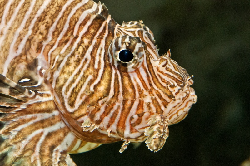 Lion Fish Profile