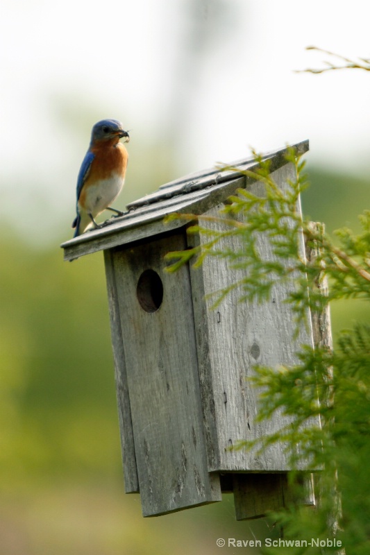 Bluebird sentry