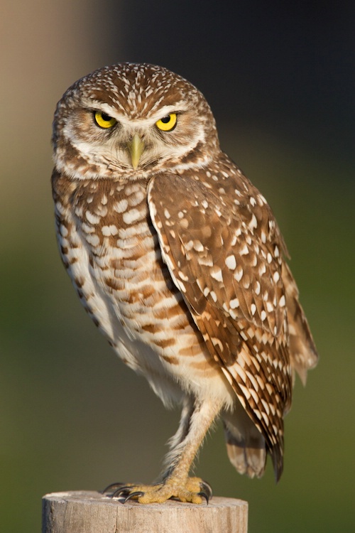 Burrowing Owl Perched