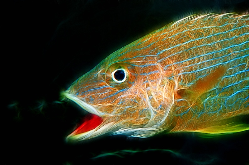 Atlanta Aquarium Fish-Fractalius