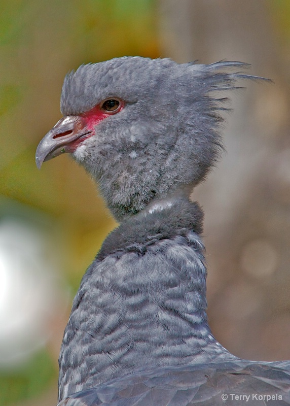 Southern Crested Screamer 