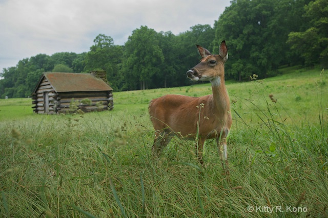 Deer and Cabin