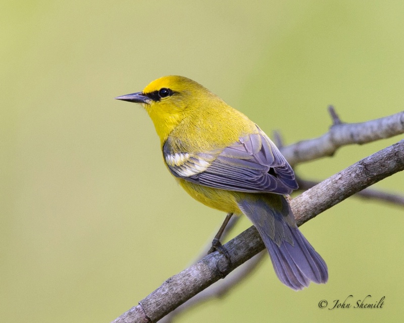 Blue-winged Warbler - May 20th, 2012