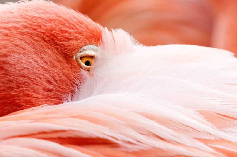 Colorful Flamingo #2