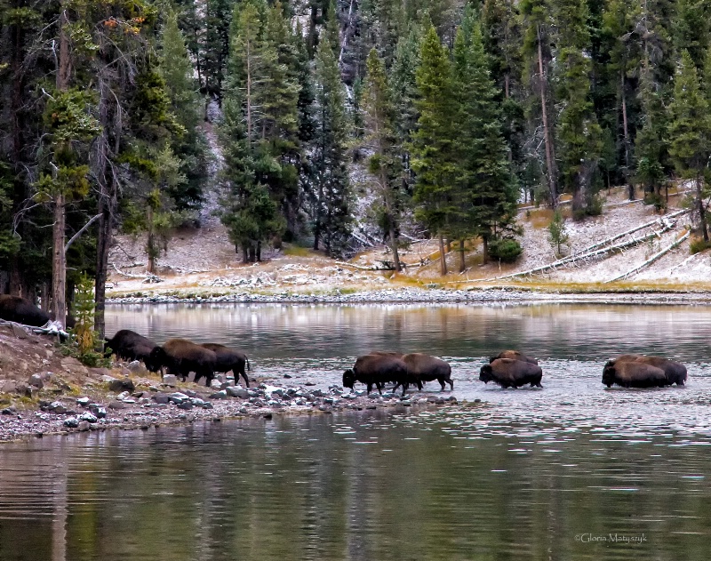 Buffalo crossing the Yellowstone River