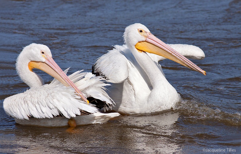 American White Pelicans