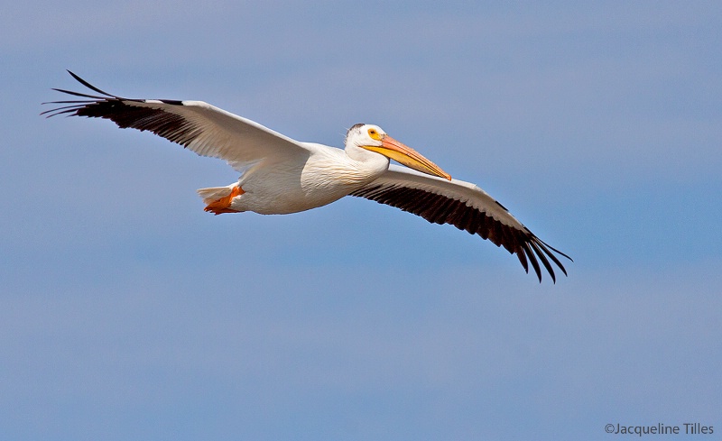 American White Pelican in Flight