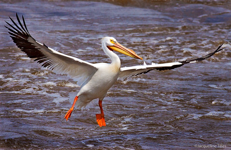 RIVER DANCE