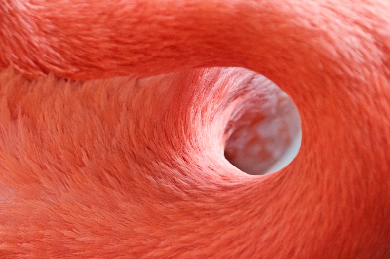 Flamingo Circle