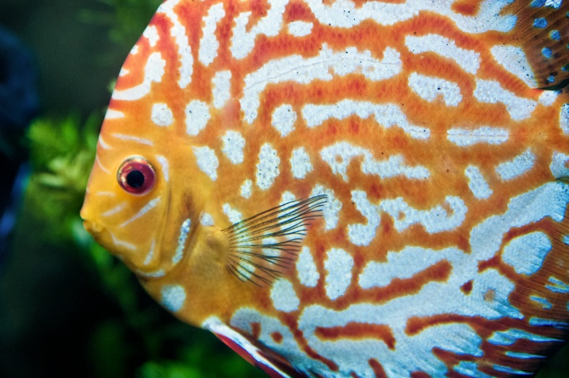 Aquarium Fish