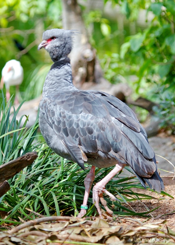 Southern Crested Screamer 