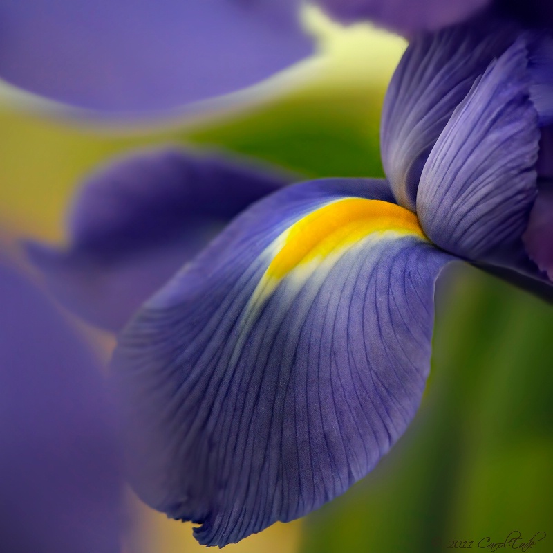 Intimate Iris