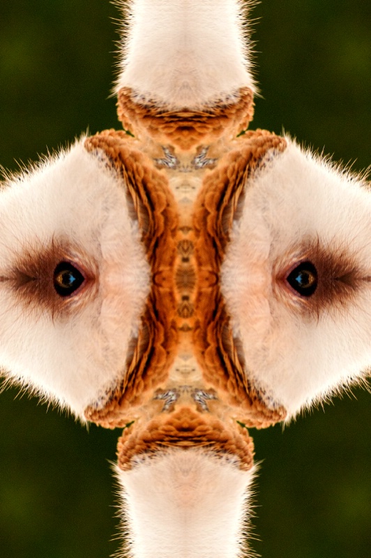 Owl Profile--Kaleidoscope