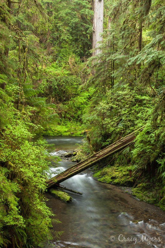 Quinault Rainforest - Willaby Creek