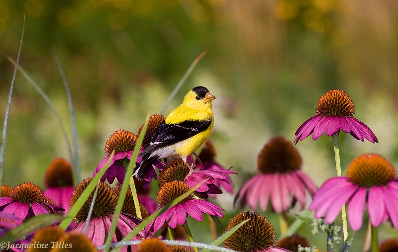 In the Coneflower Patch