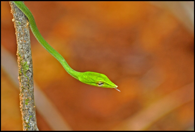 Vine Snake