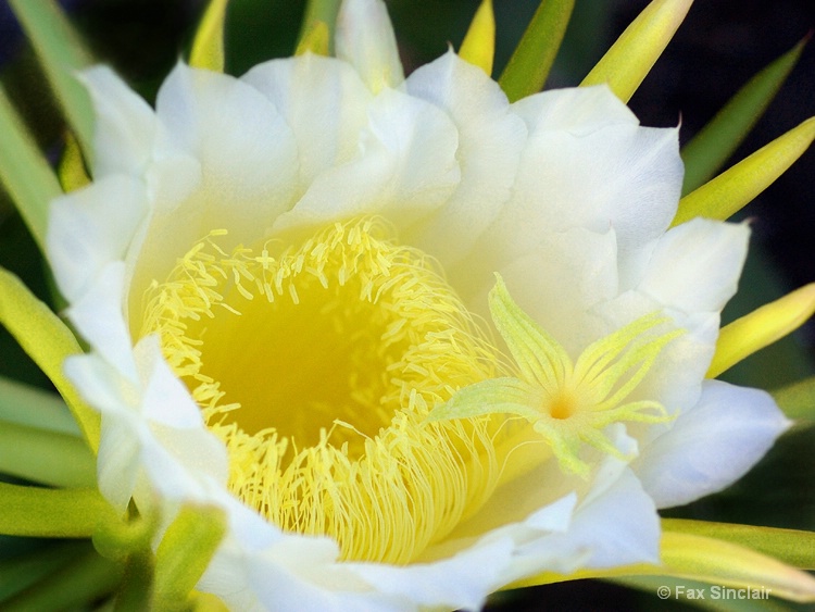 Cereus Close-up