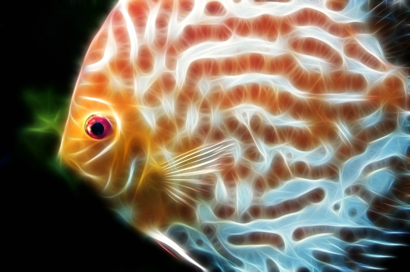 Aquarium Fish--Fractalius